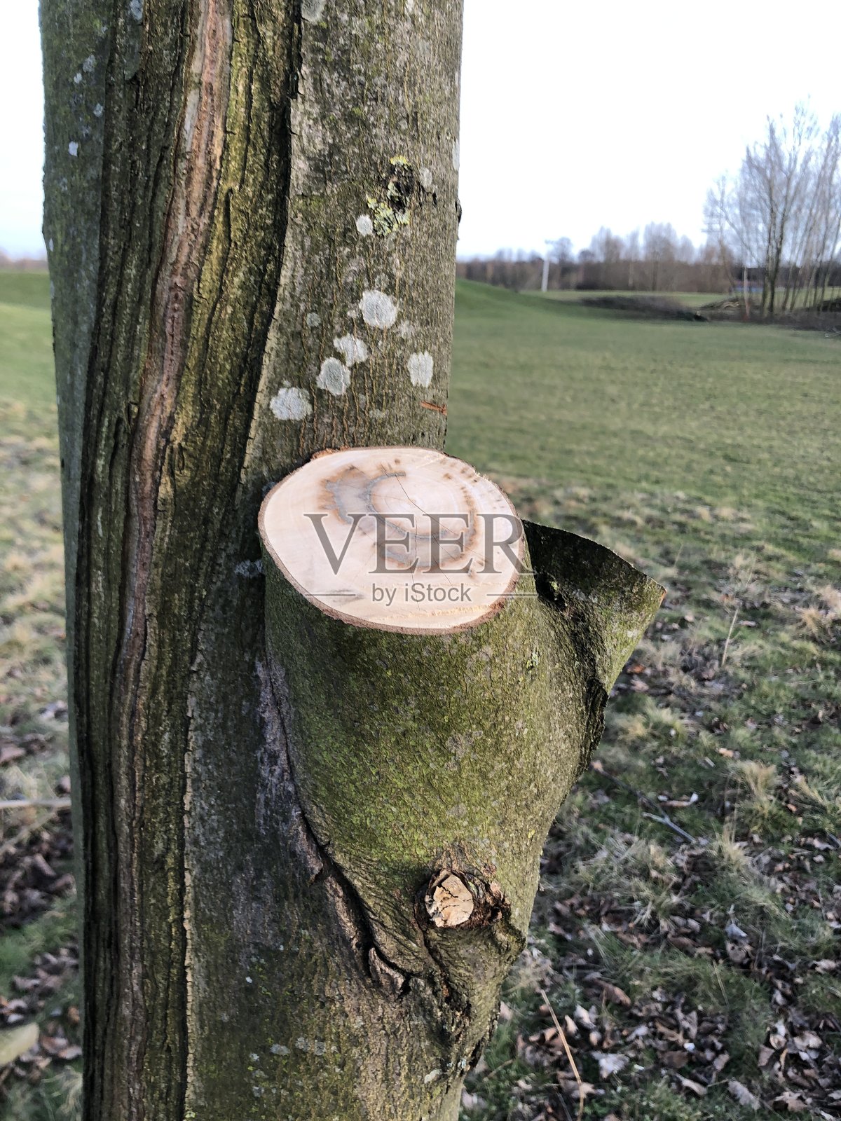 刚割下的树照片摄影图片