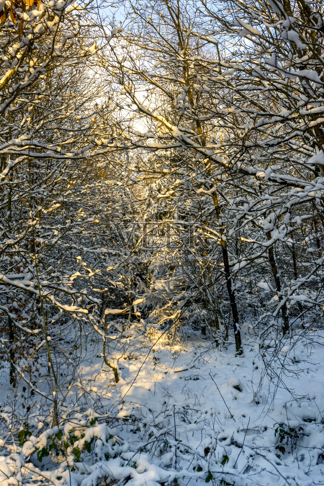 阳光明媚的冬天森林照片摄影图片