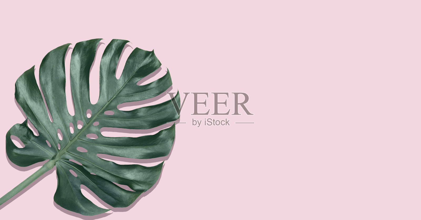 Monstera叶子在浅粉色的背景上。照片摄影图片