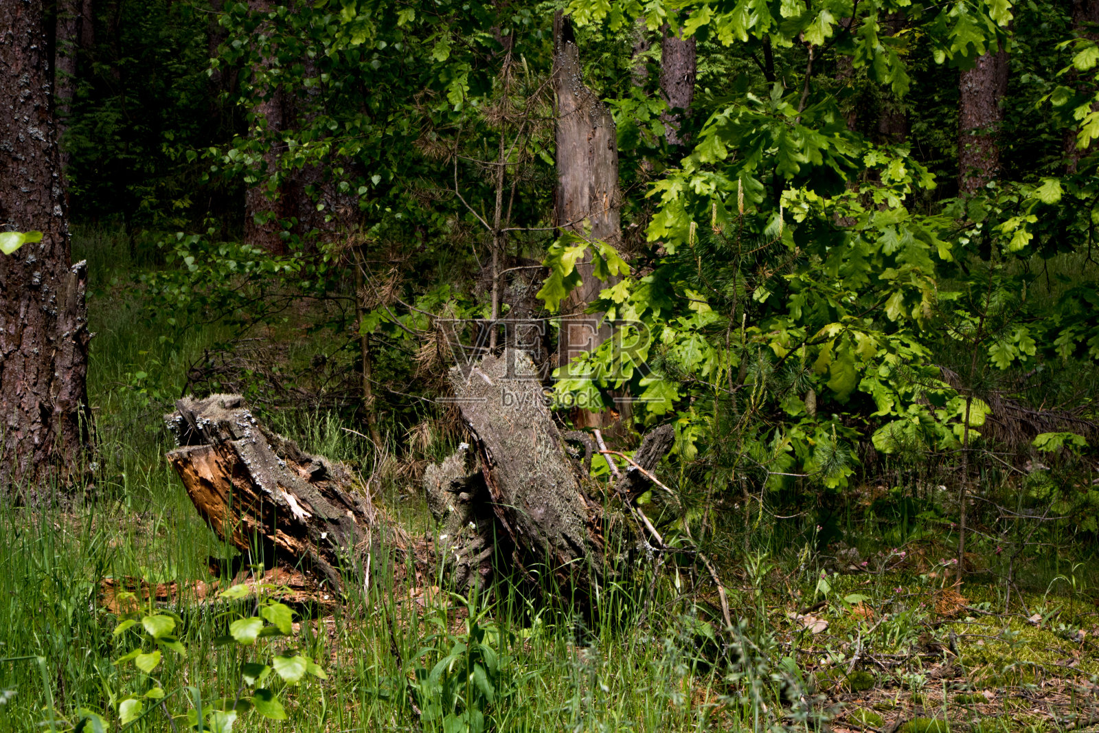 美丽的夏季森林,有不同的树木和植物。照片摄影图片