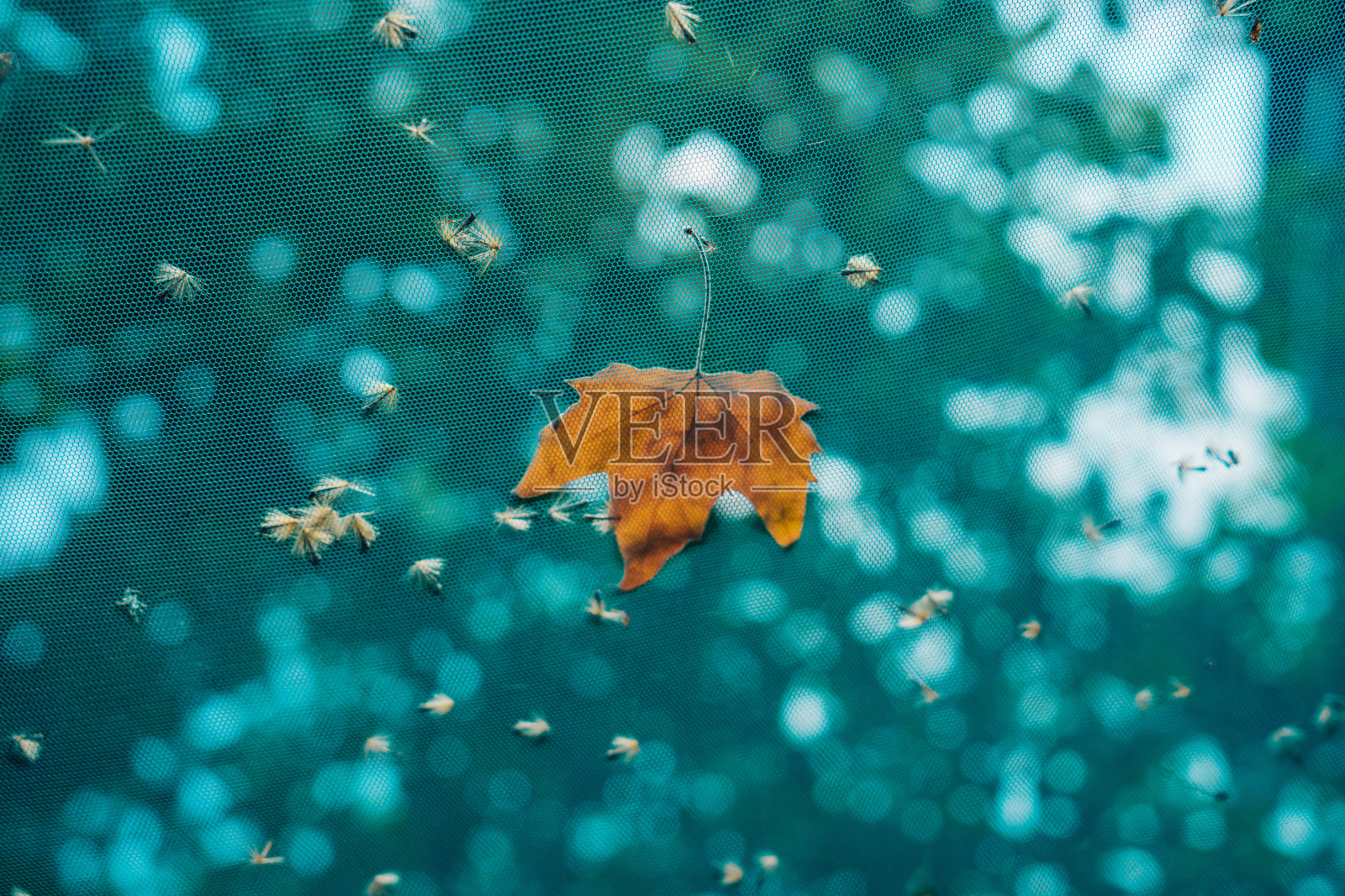 叶照片摄影图片