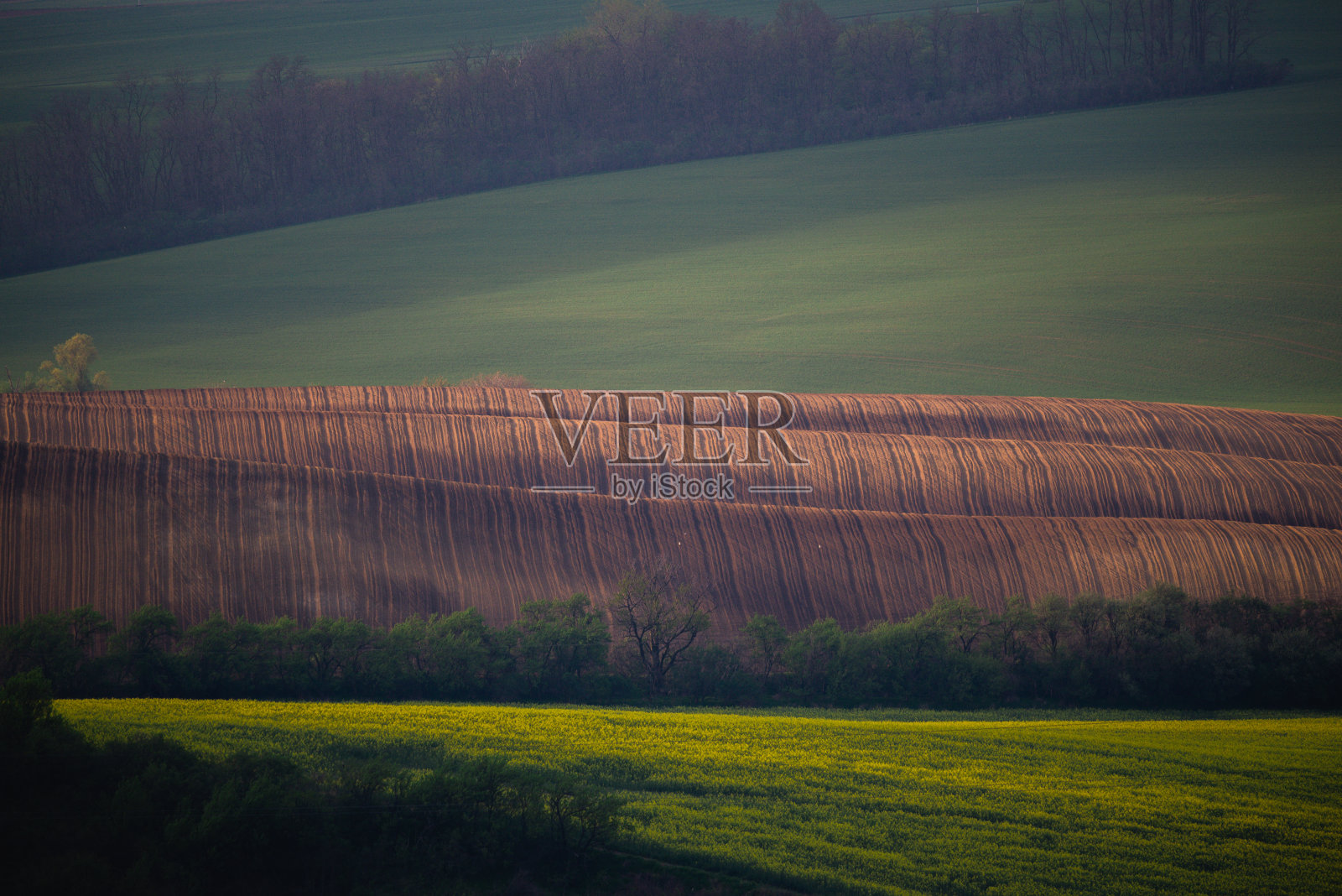 起伏的阳光小山与田野和树木适合背景或壁纸,自然季节景观。照片摄影图片