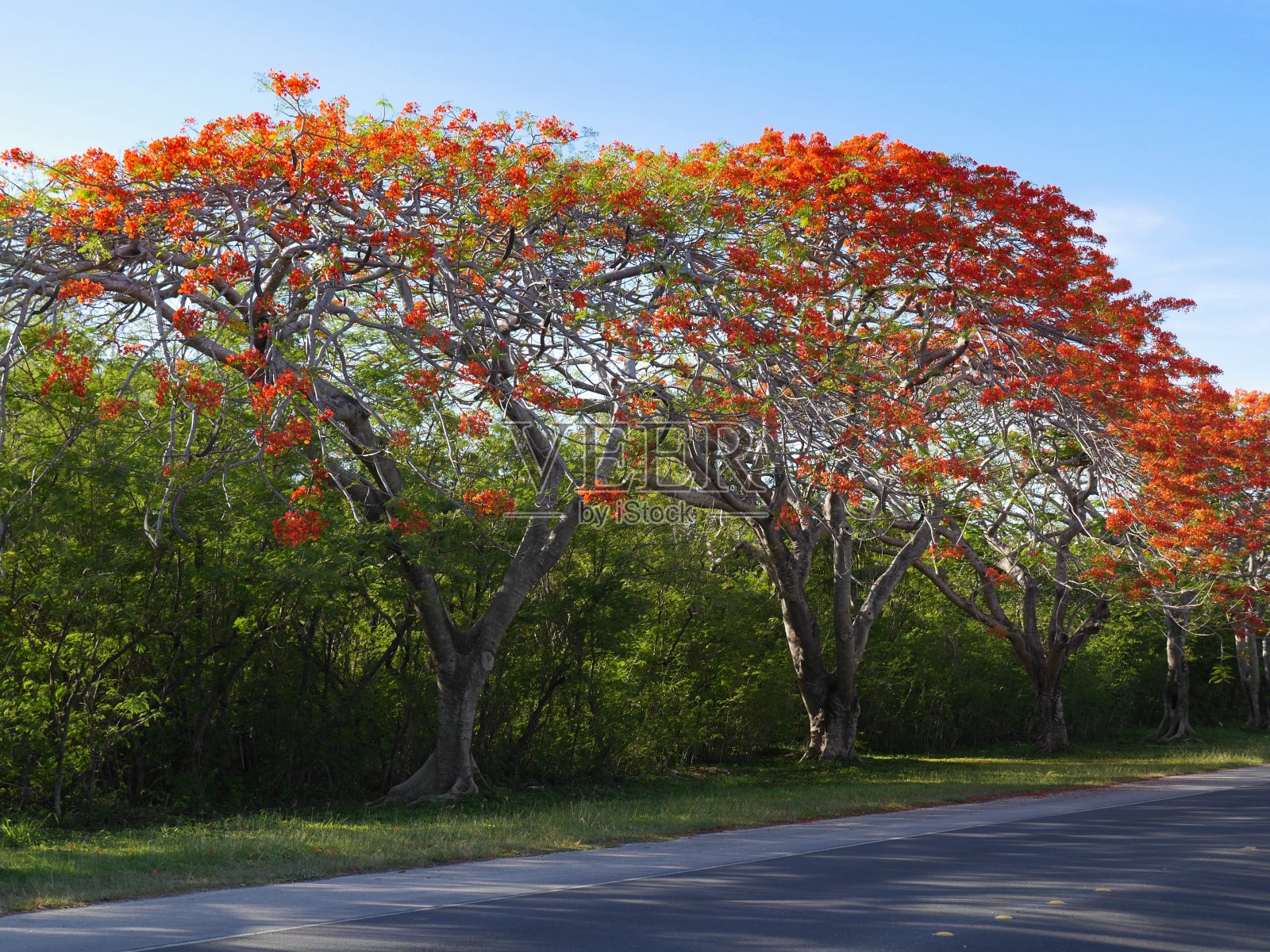 在一个热带岛屿上,盛开着火红花朵的火焰树排列在道路上照片摄影图片