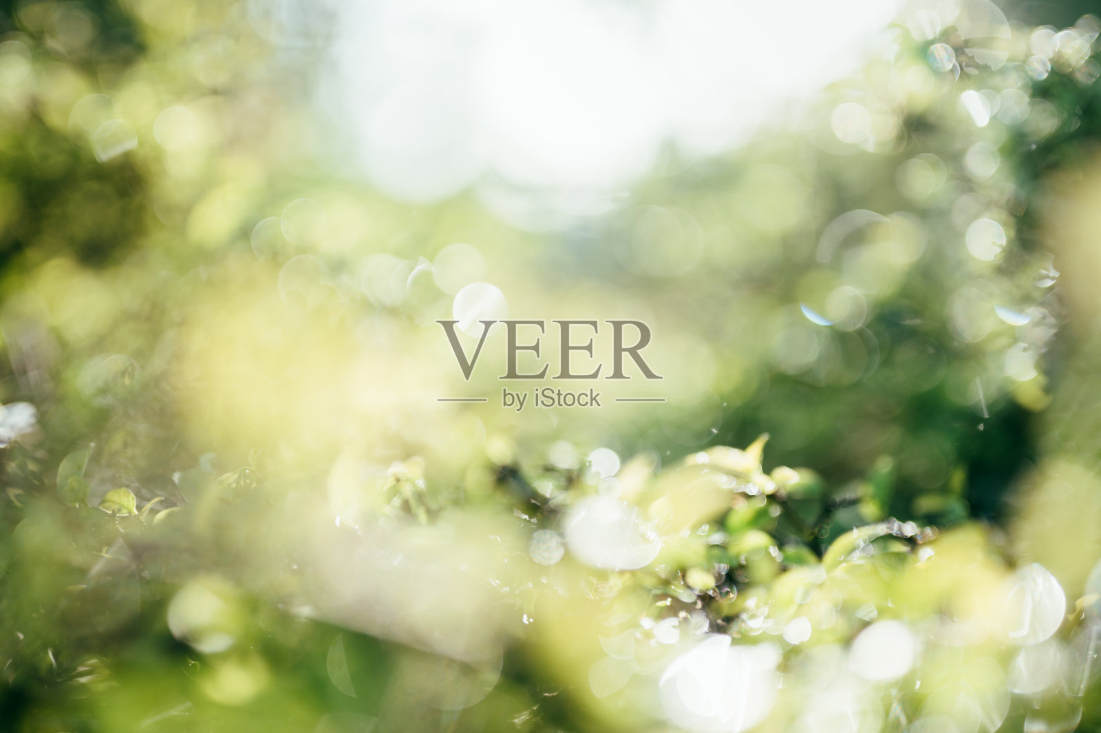 阳光透过接骨木(Sambucus)的叶子和花在春天照片摄影图片