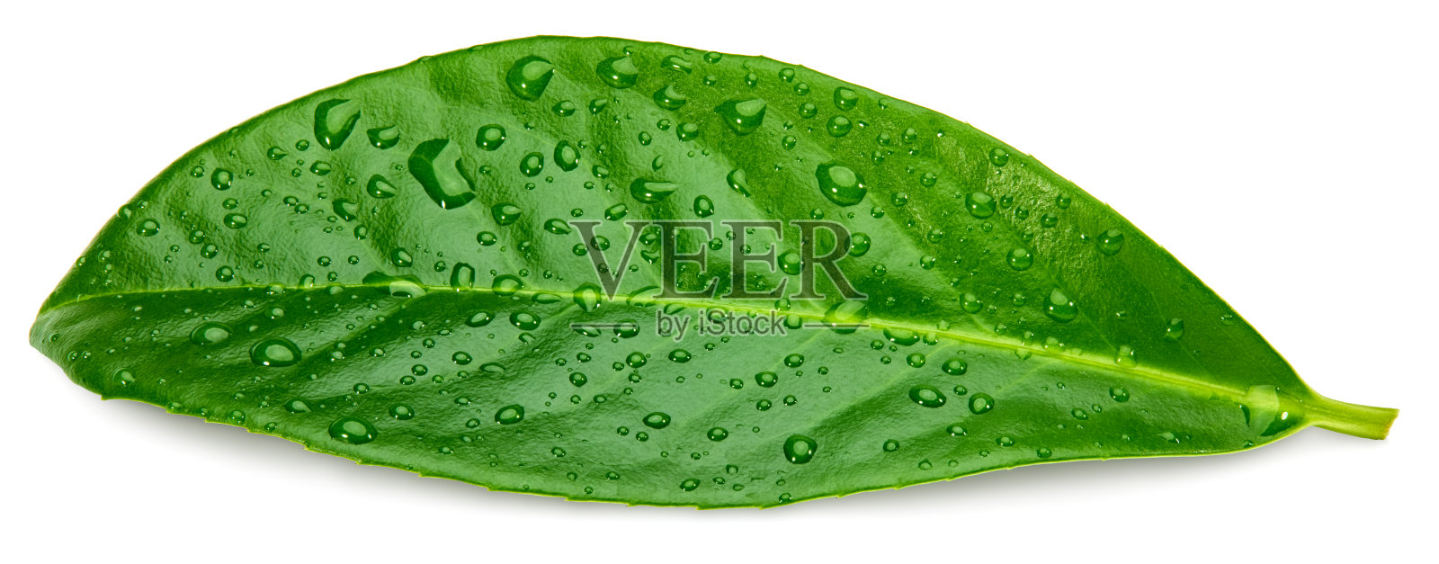 芒果叶子孤立的白色背景。剪切路径照片摄影图片