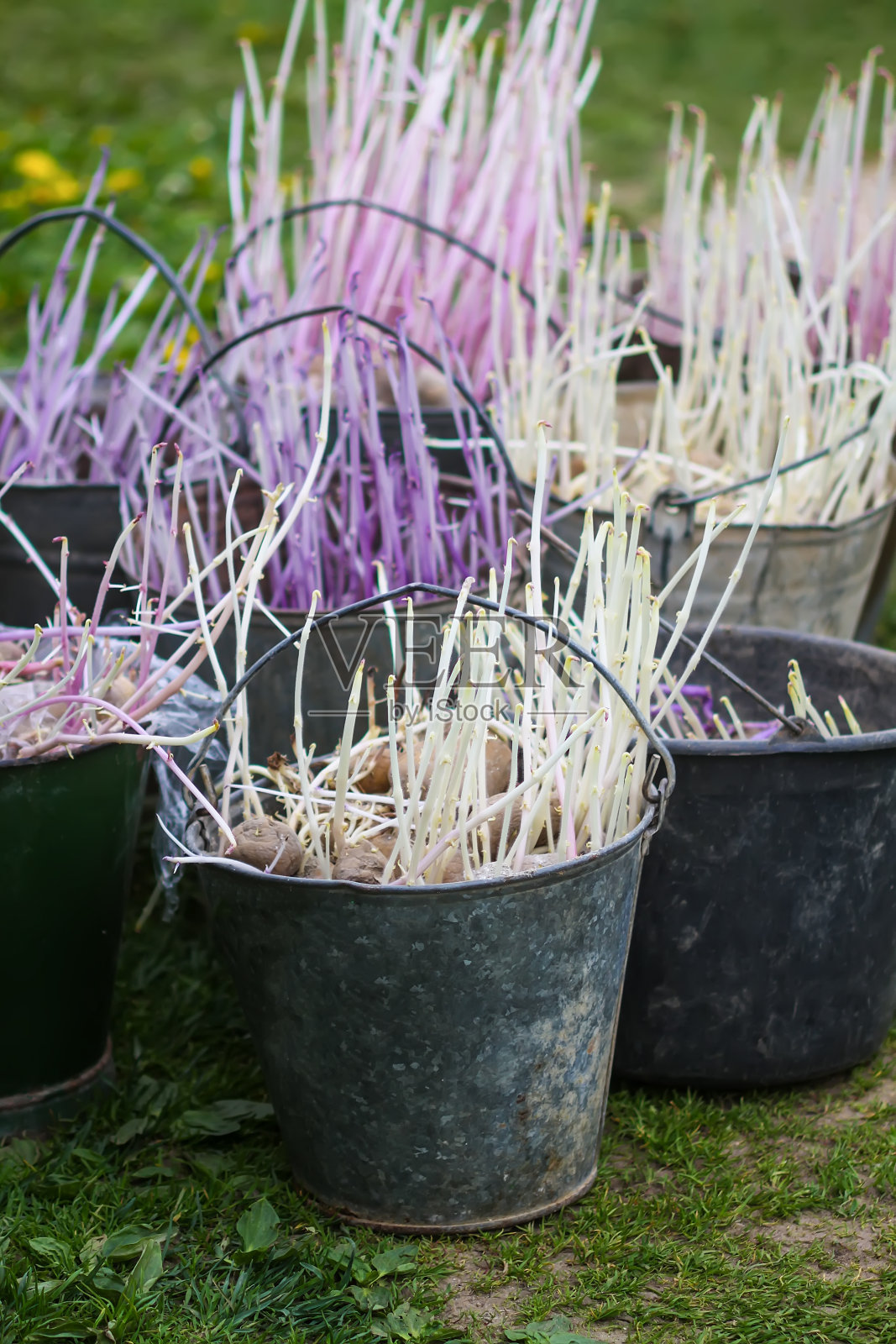 土豆种植前。在农场院子里的金属桶里装土豆苗,准备在菜园里种植。照片摄影图片