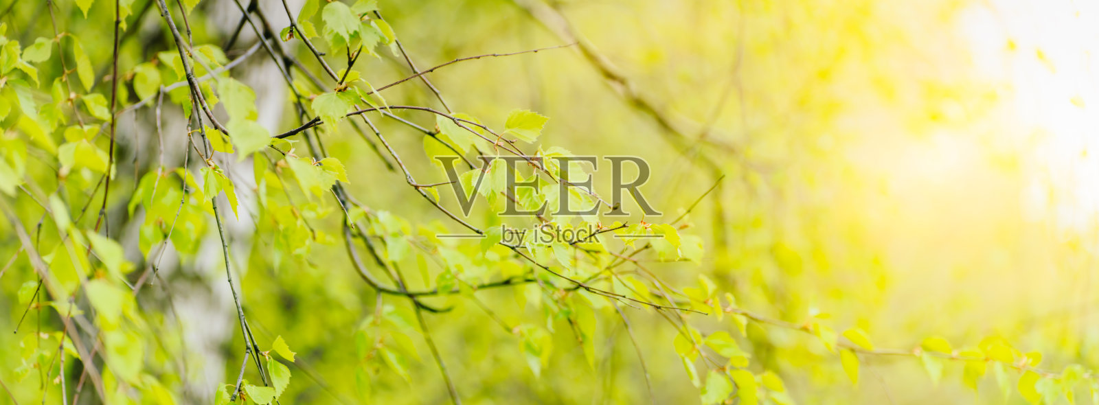 美丽的全景春天景观与绿叶和散景背景照片摄影图片