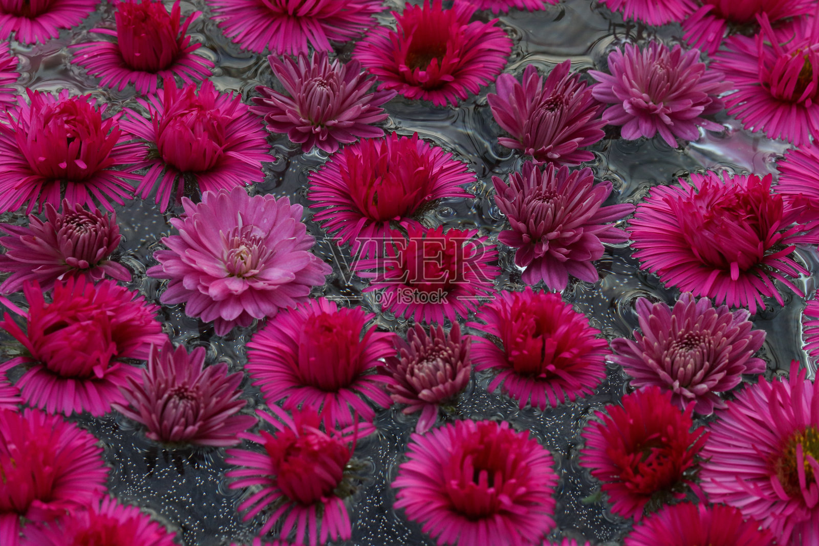 粉红红紫的菊花浮在水上照片摄影图片