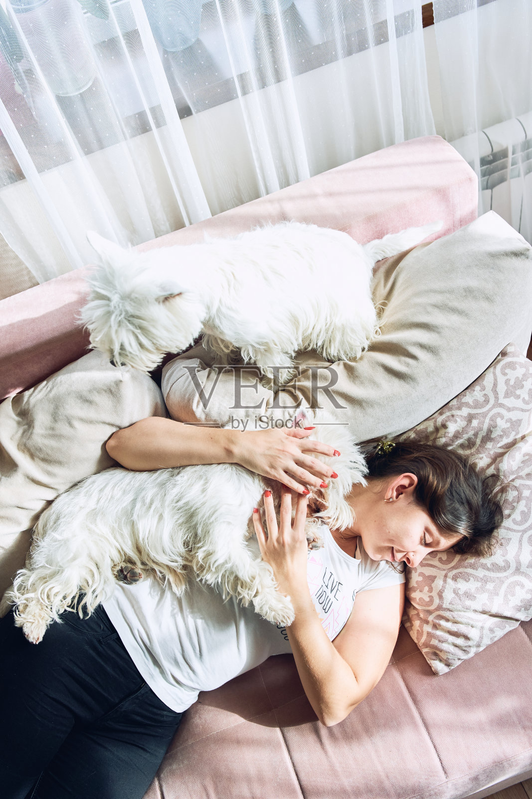 一对可爱的西部高地白色小猎犬正躺在沙发上拥抱着它们的主人。照片摄影图片