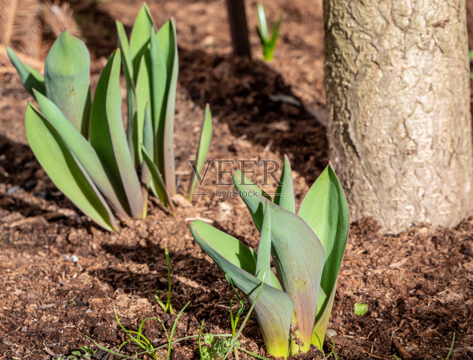 春天,新鲜的植物在花园里发芽照片摄影图片