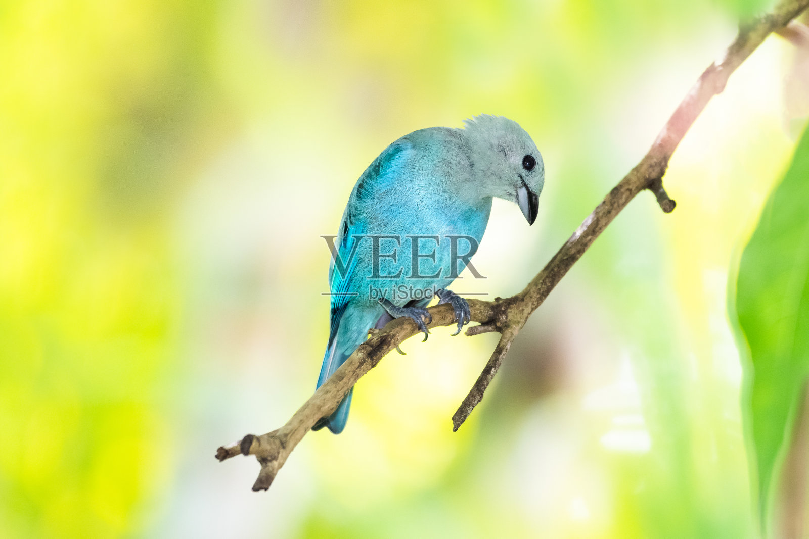 一只蓝灰色的唐纳雀在带有模糊的黄色背景的树枝上梳理。照片摄影图片