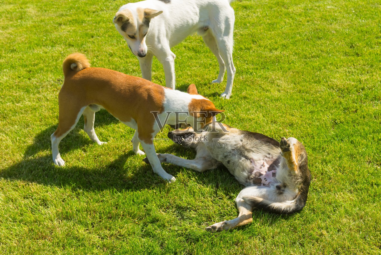 巴森基公犬咬黑母犬照片摄影图片