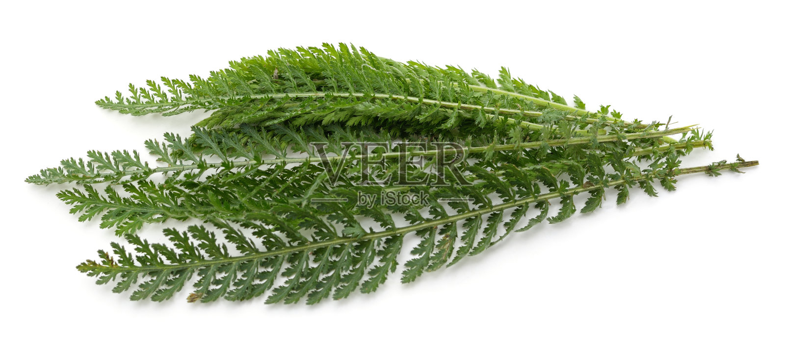 绿蓍草的叶子。照片摄影图片