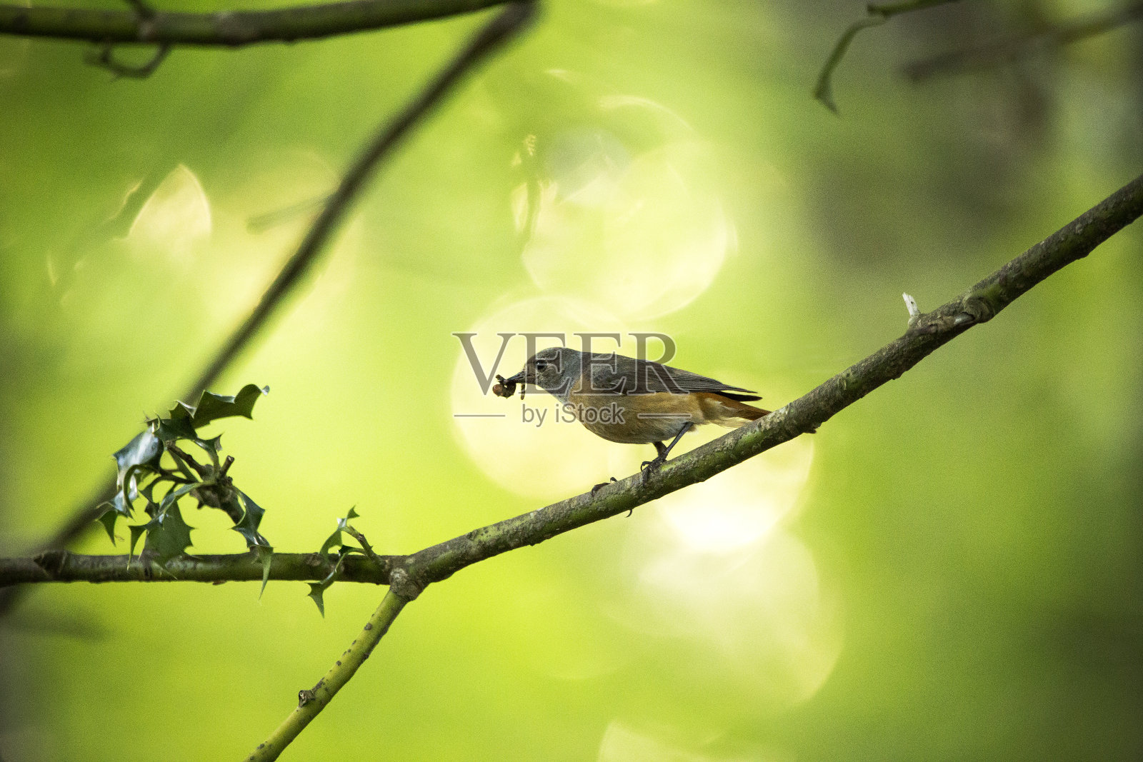 一只雌性红尾鸲与一只昆虫栖息在树枝上照片摄影图片