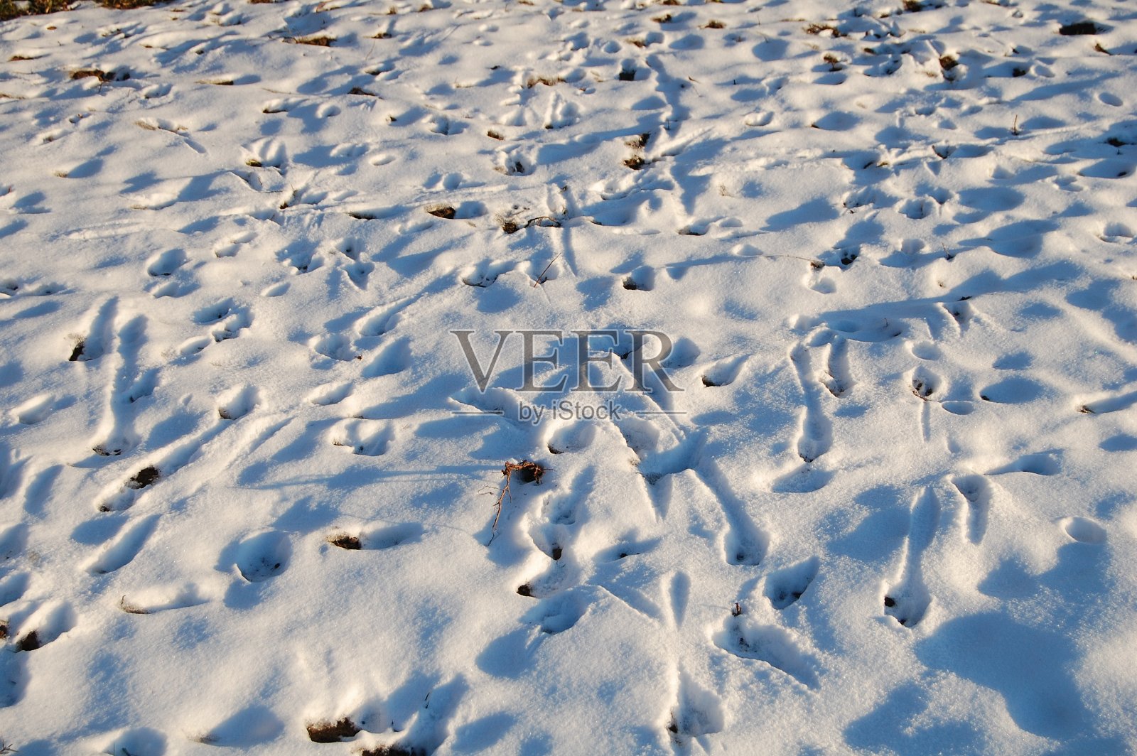 由于冬季傍晚的太阳很低,影子正在显现。照片摄影图片