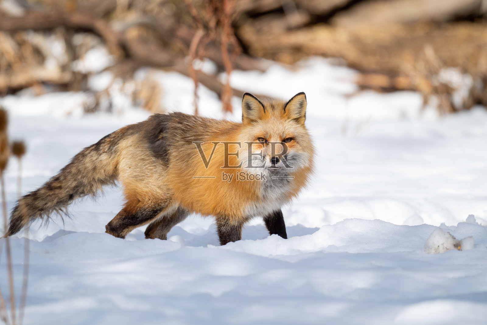 美国犹他州霍拉代的红狐照片摄影图片