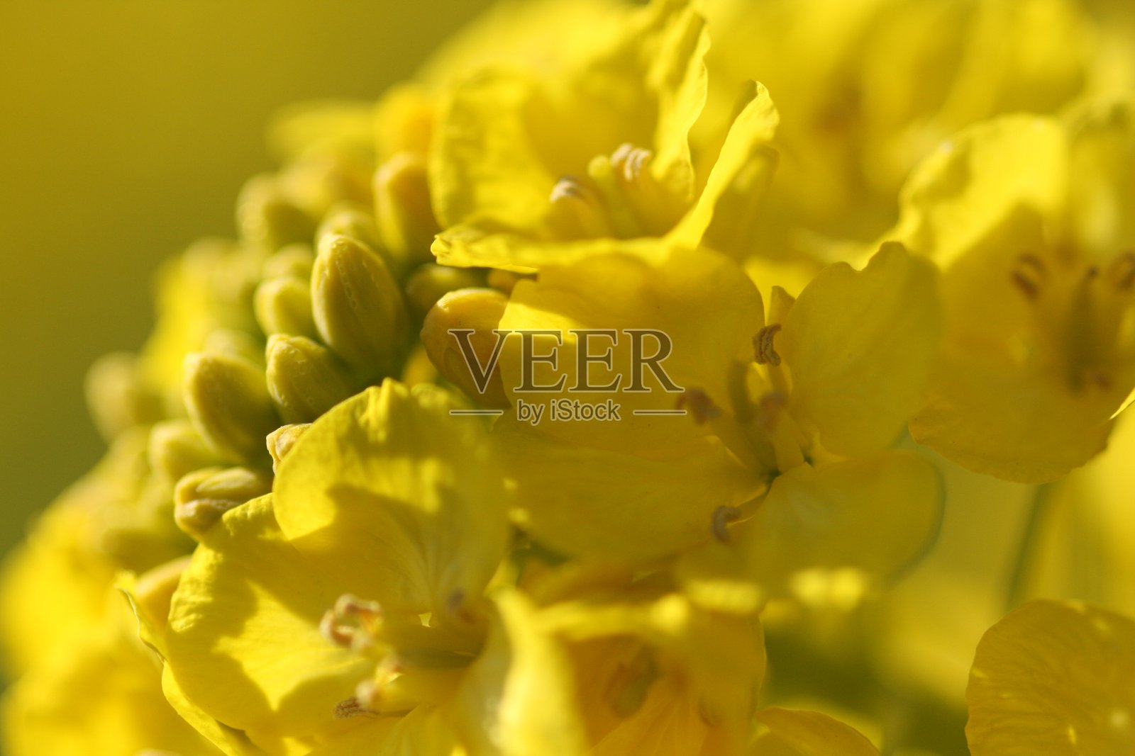 油菜花照片摄影图片