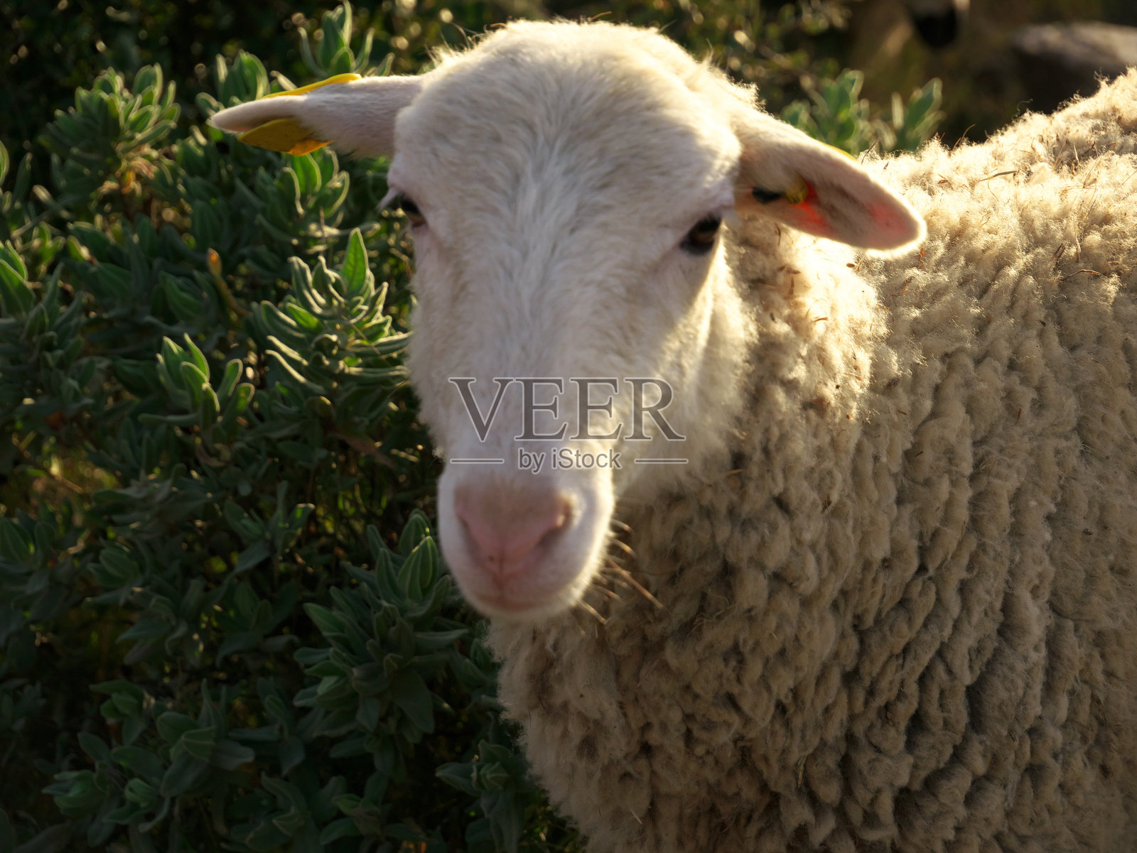一只羊的头部特写照片摄影图片