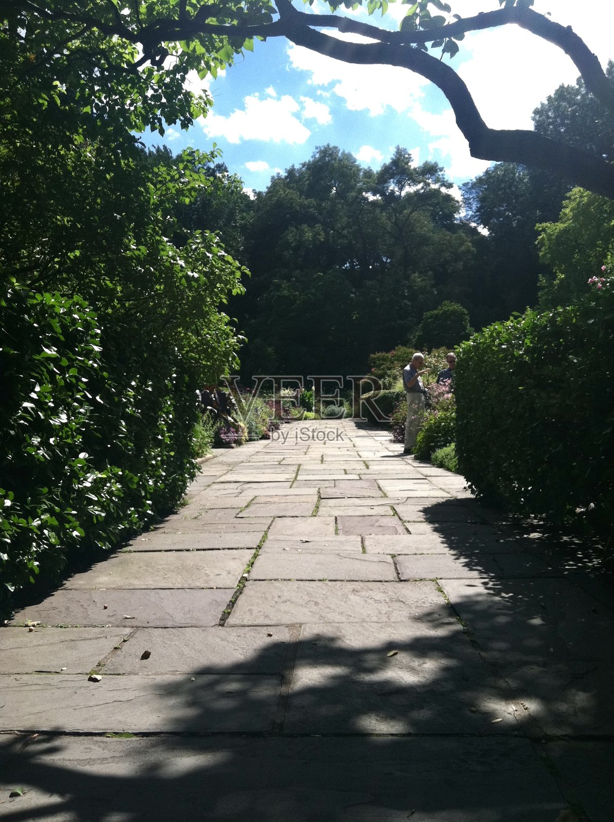 中央公园夏天照片摄影图片