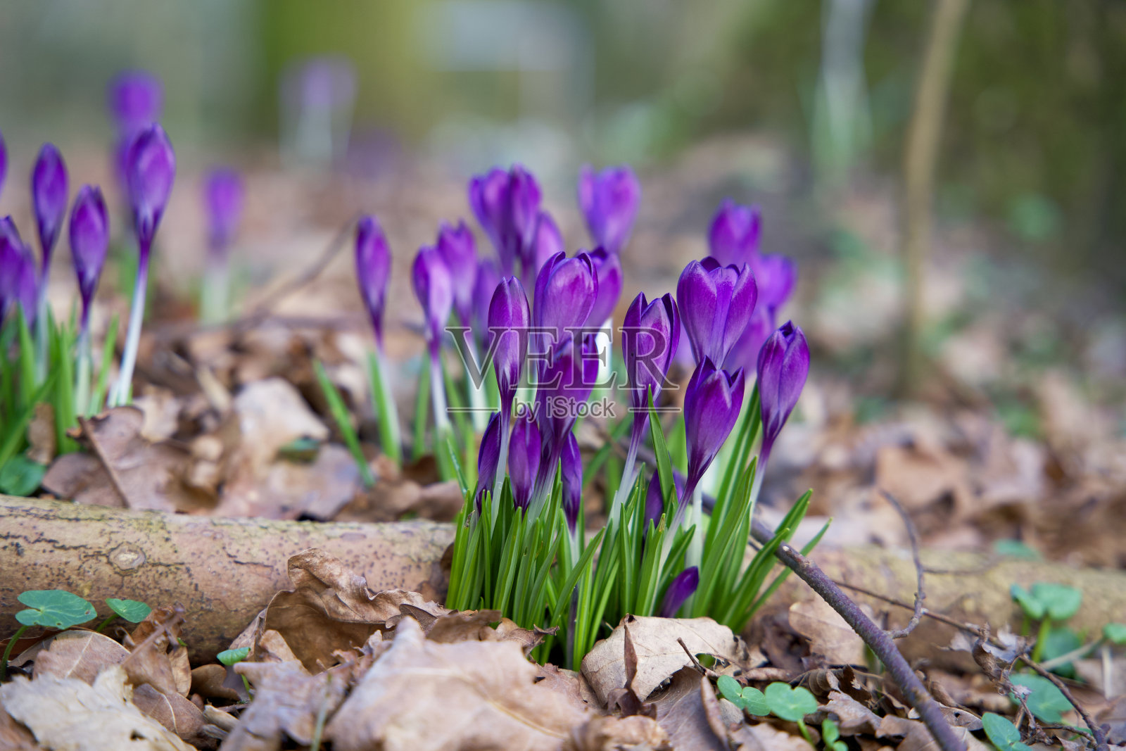 春季藏红花的特写照片摄影图片