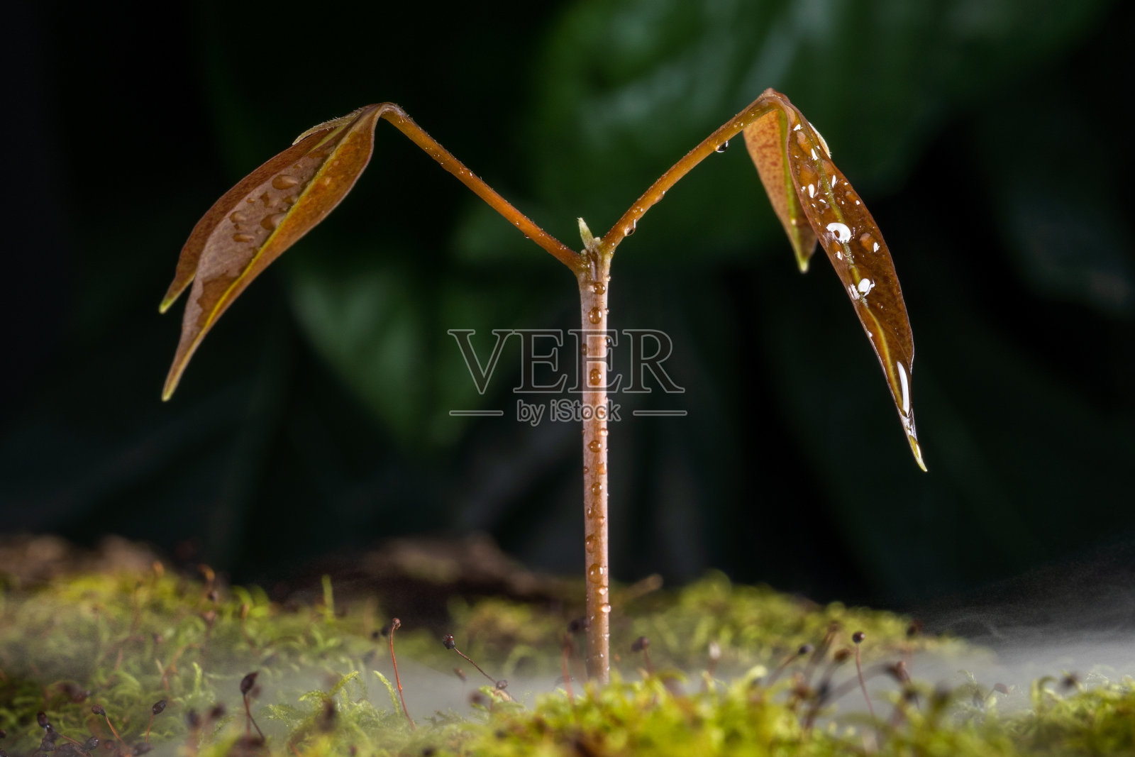 小荔枝树在雨林中,生长在苔藓上,雾蒙蒙的小草上。照片摄影图片