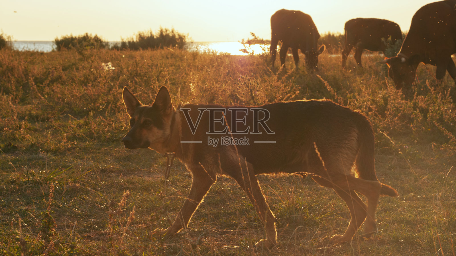 宠物狗在美丽的阳光下吃草照片摄影图片