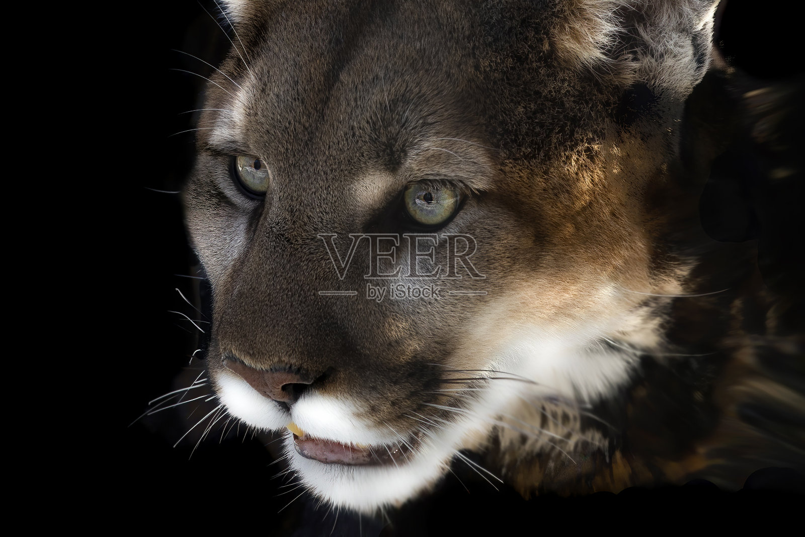 这是美洲狮头部的细节。照片摄影图片