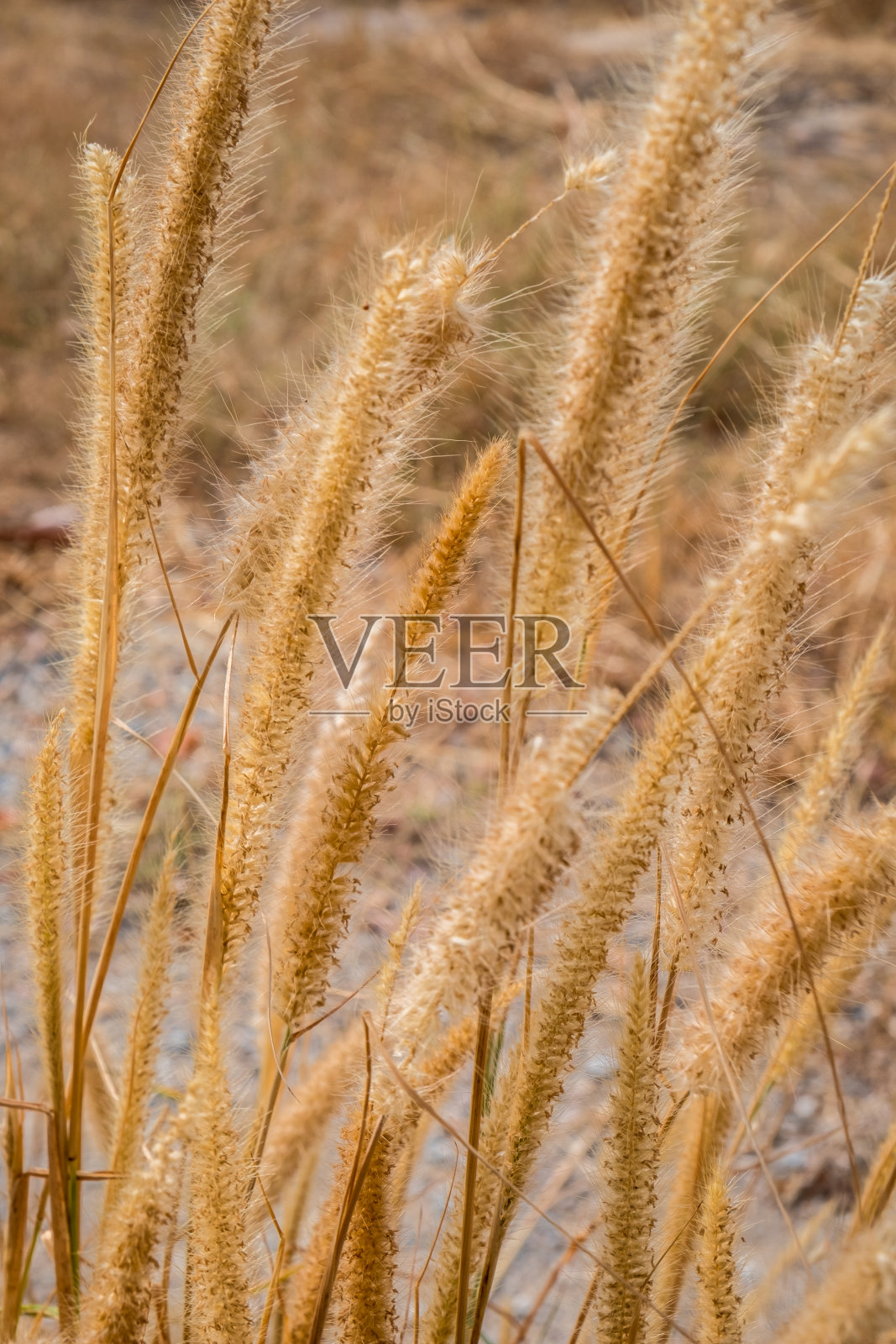 Dogtail草001照片摄影图片