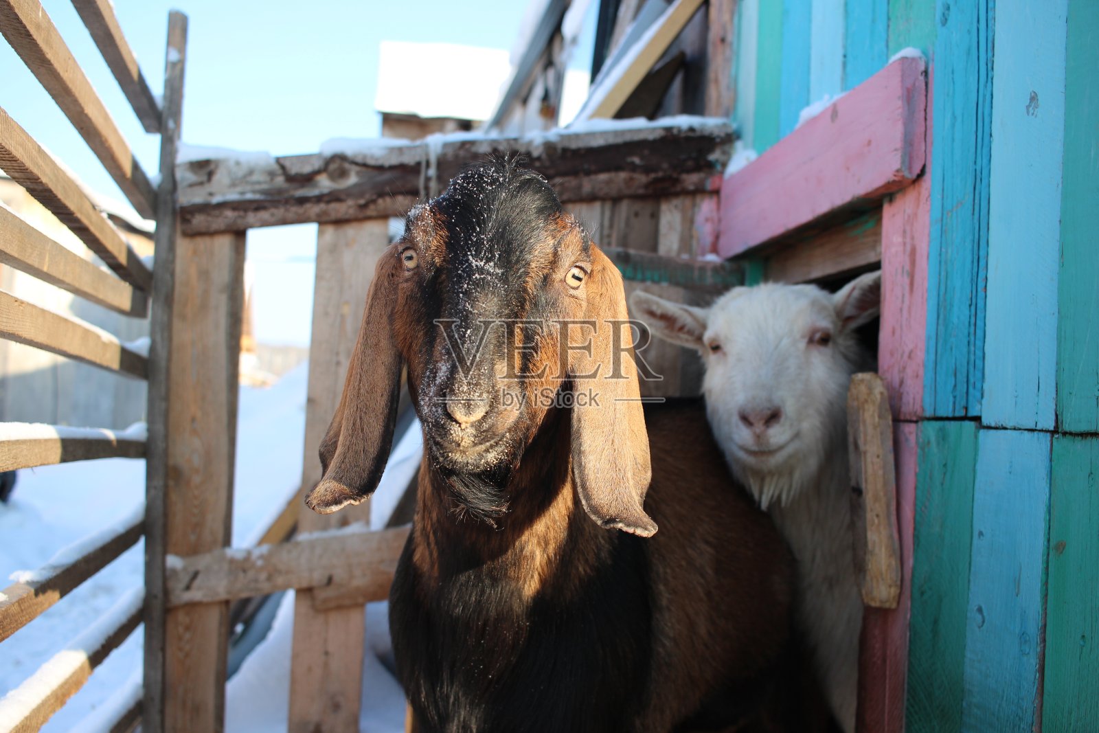 山羊,努比亚的动物,冬天在农场里散步照片摄影图片