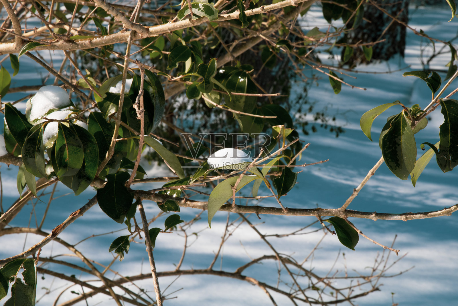 德克萨斯的景色在雪中照片摄影图片