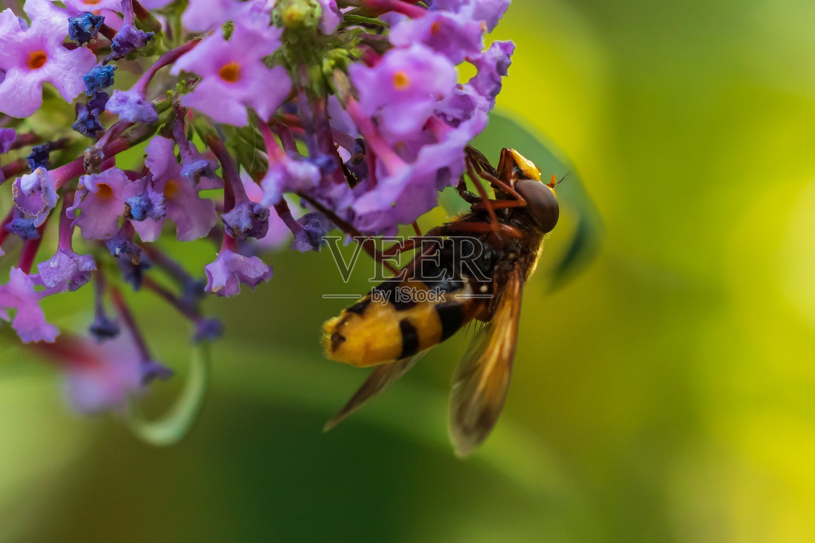 带状小卷草、大黄蜂仿照食蚜蝇,近距离传粉照片摄影图片