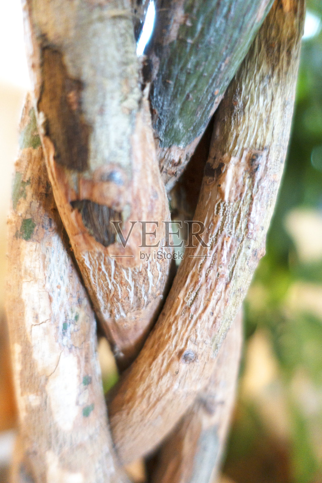 一棵榕树的柳条树干,特写。照片摄影图片