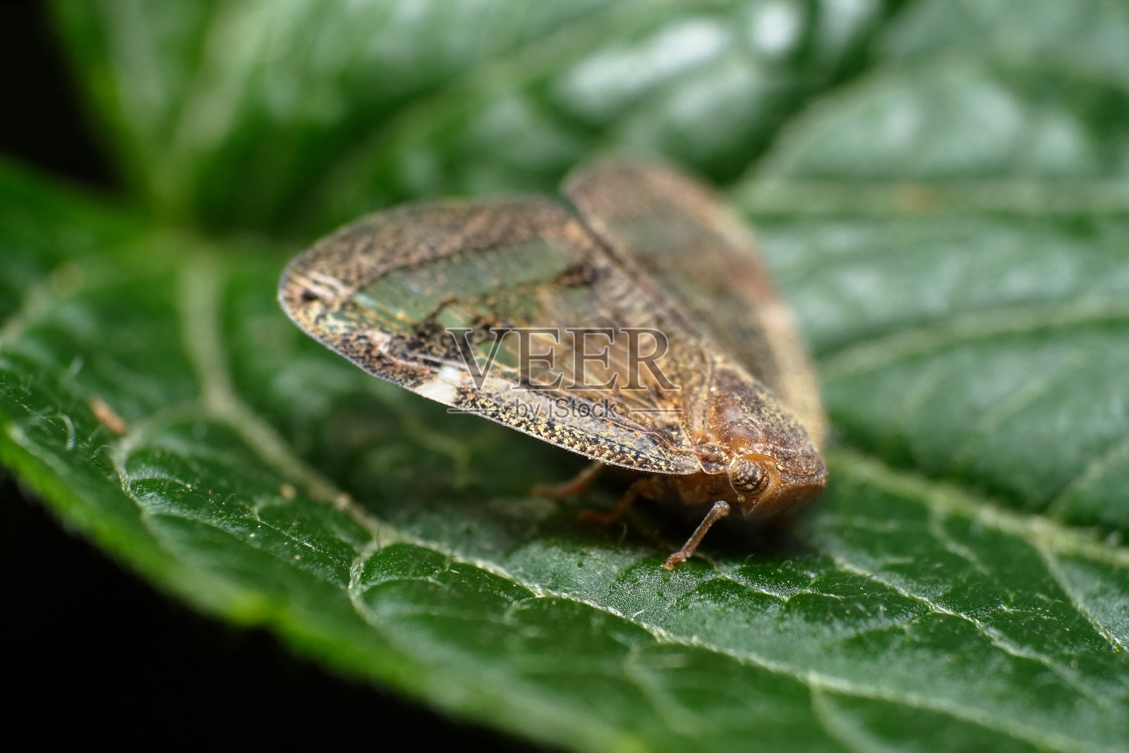 激情葡萄料斗照片摄影图片