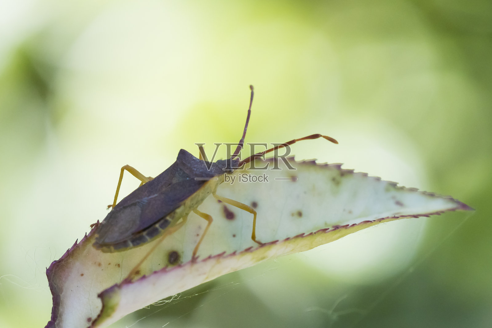 一个野刺虫昆虫的特写,Dolycoris bacaccarum,爬行照片摄影图片