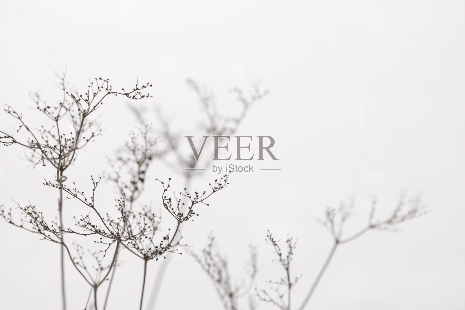 冬天雪地上草和花的枯枝。季节性寒冷的自然背景。冬季景观的细节。草地上的野生植物被冰雪覆盖。照片摄影图片