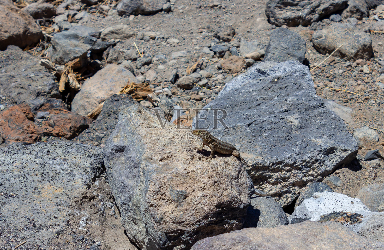 一只名叫加洛蒂的蜥蜴在阳光下趴在一块岩石上照片摄影图片