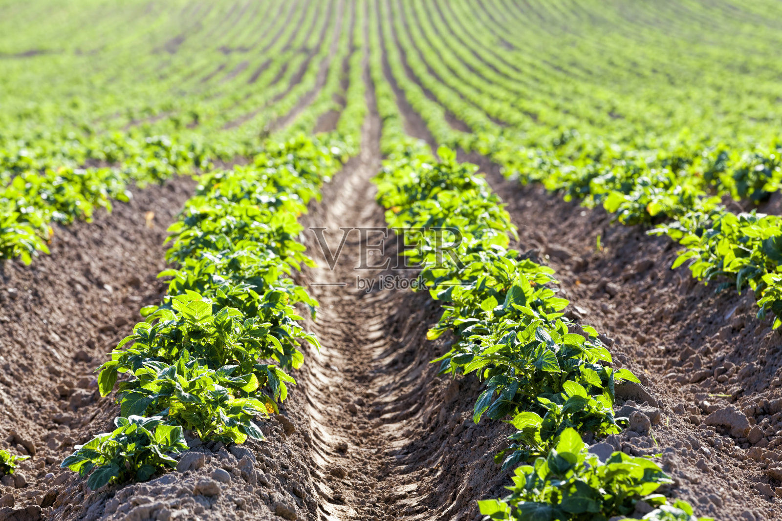 马铃薯是种在农田里的照片摄影图片
