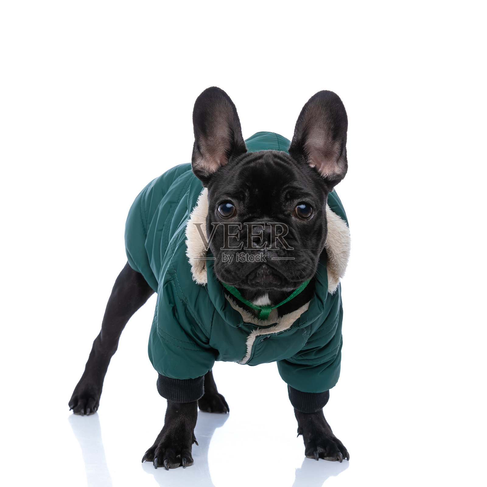 法国斗牛犬穿着酷的绿色服装和摆姿势照片摄影图片