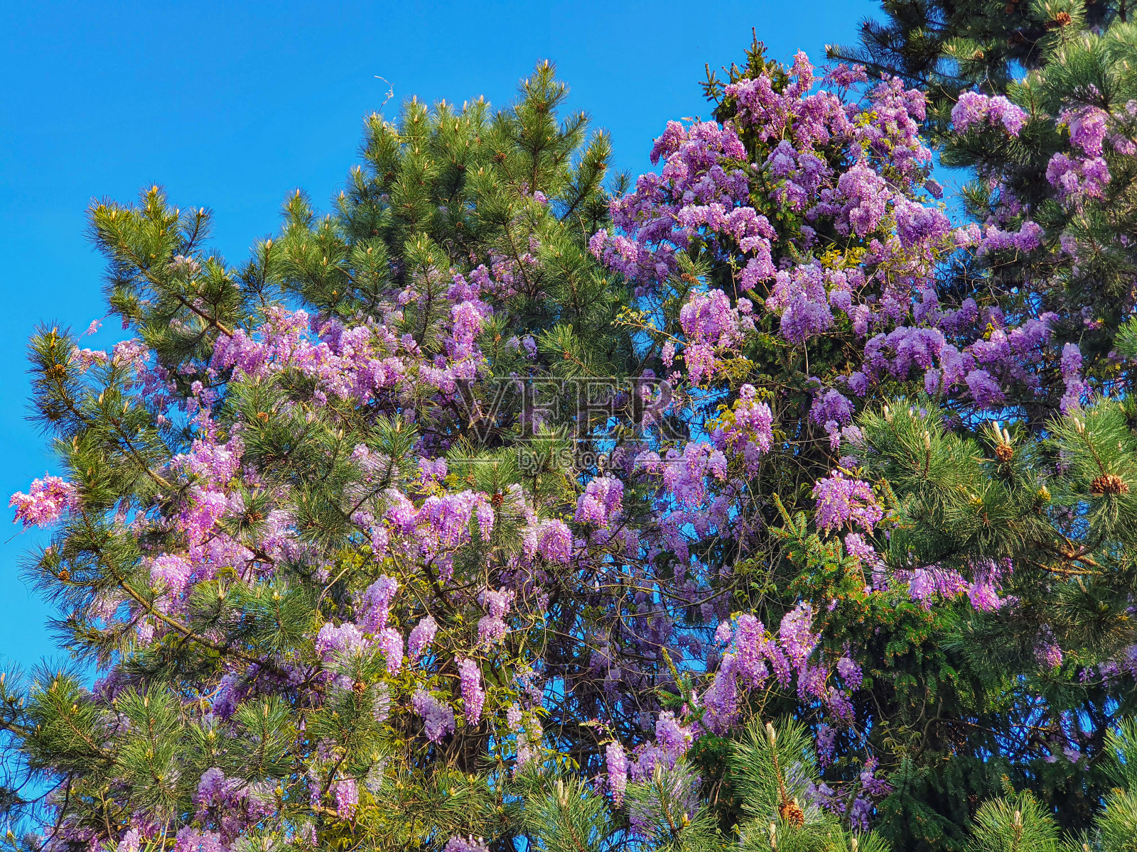 特写:美丽的紫罗兰盛开的针叶树装饰着空荡荡的街道照片摄影图片