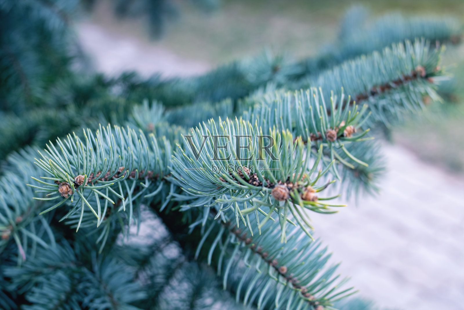 特写的云杉枝,有蓝色针叶照片摄影图片