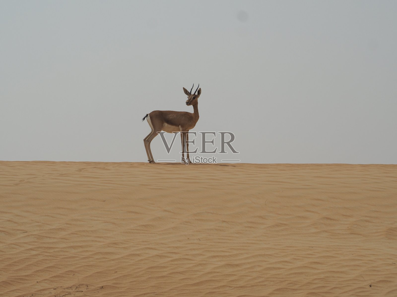 沙漠中的野生瞪羚照片摄影图片