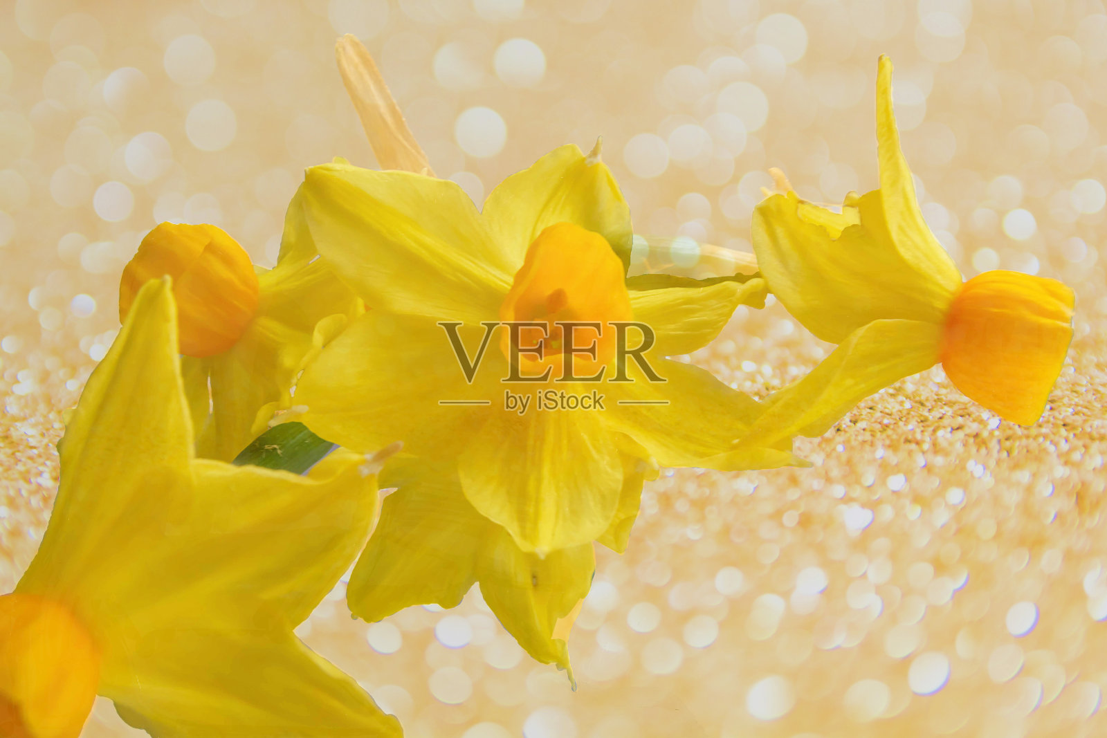 美丽明亮的黄色水仙花显示在一个金色的散景背景照片摄影图片