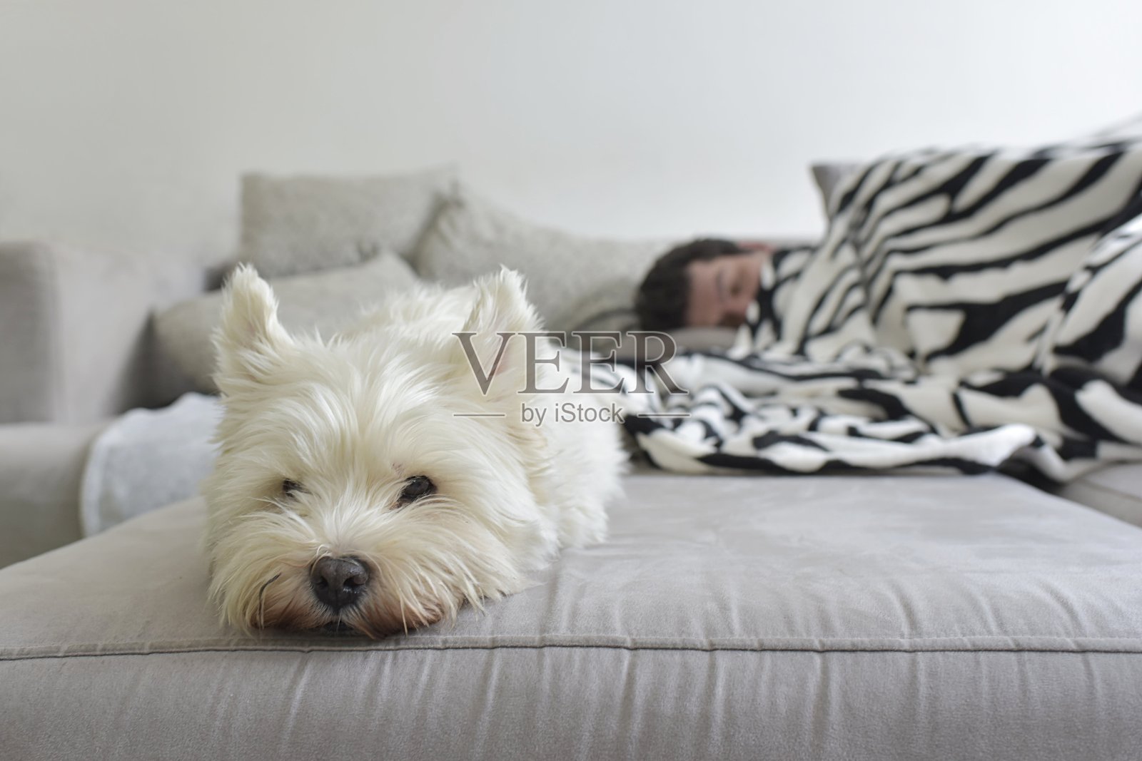 男人和狗一起躺在客厅的沙发上照片摄影图片