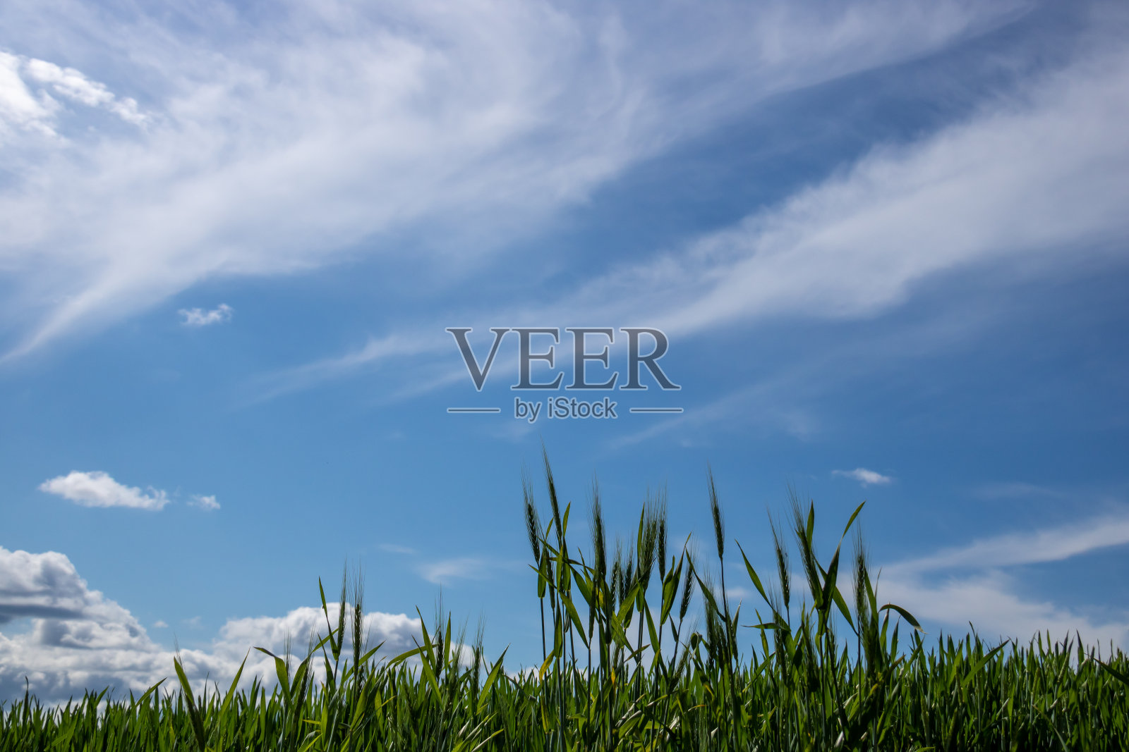 绿小麦小穗,蓝天照片摄影图片