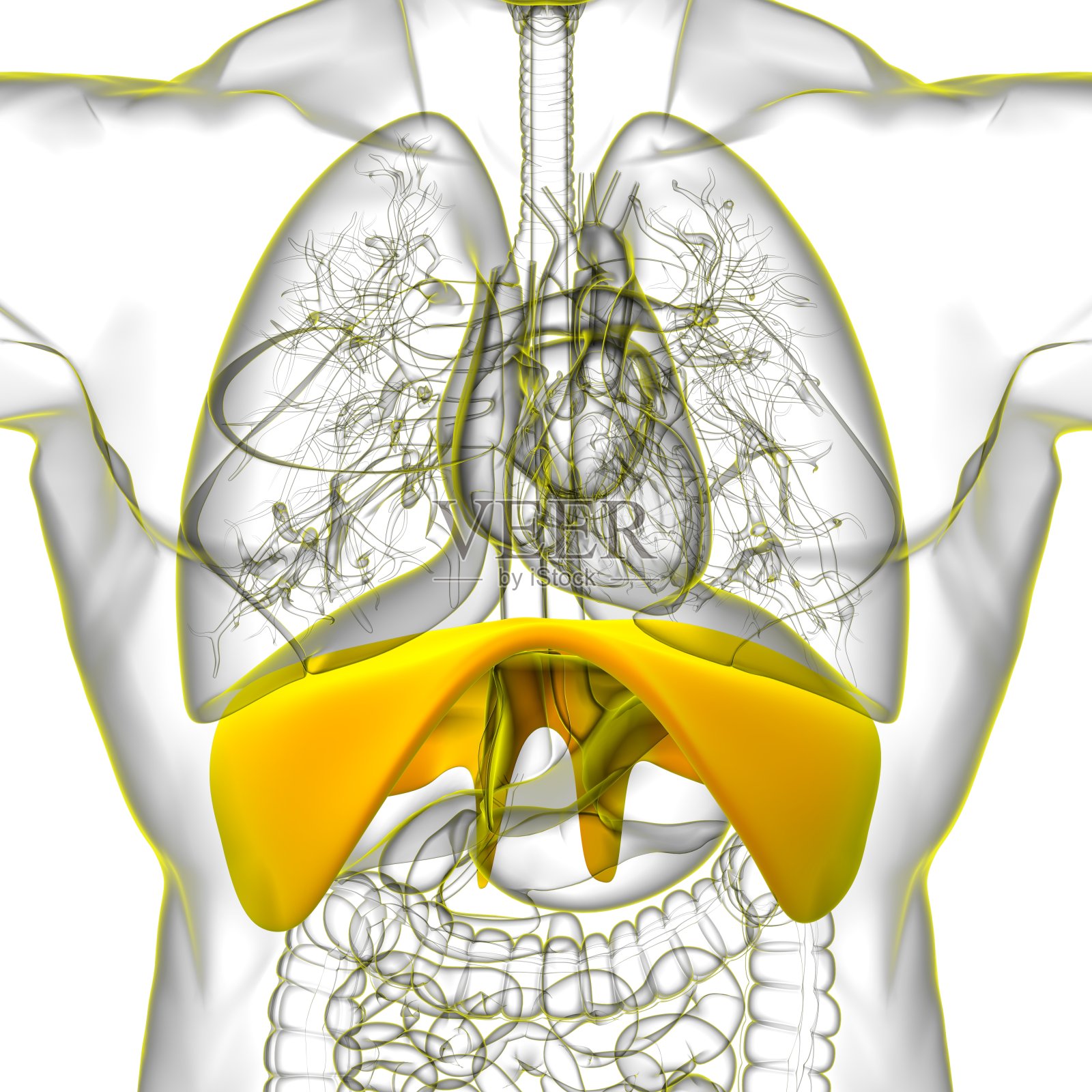 医用概念三维渲染的膈肌人体呼吸系统解剖照片摄影图片