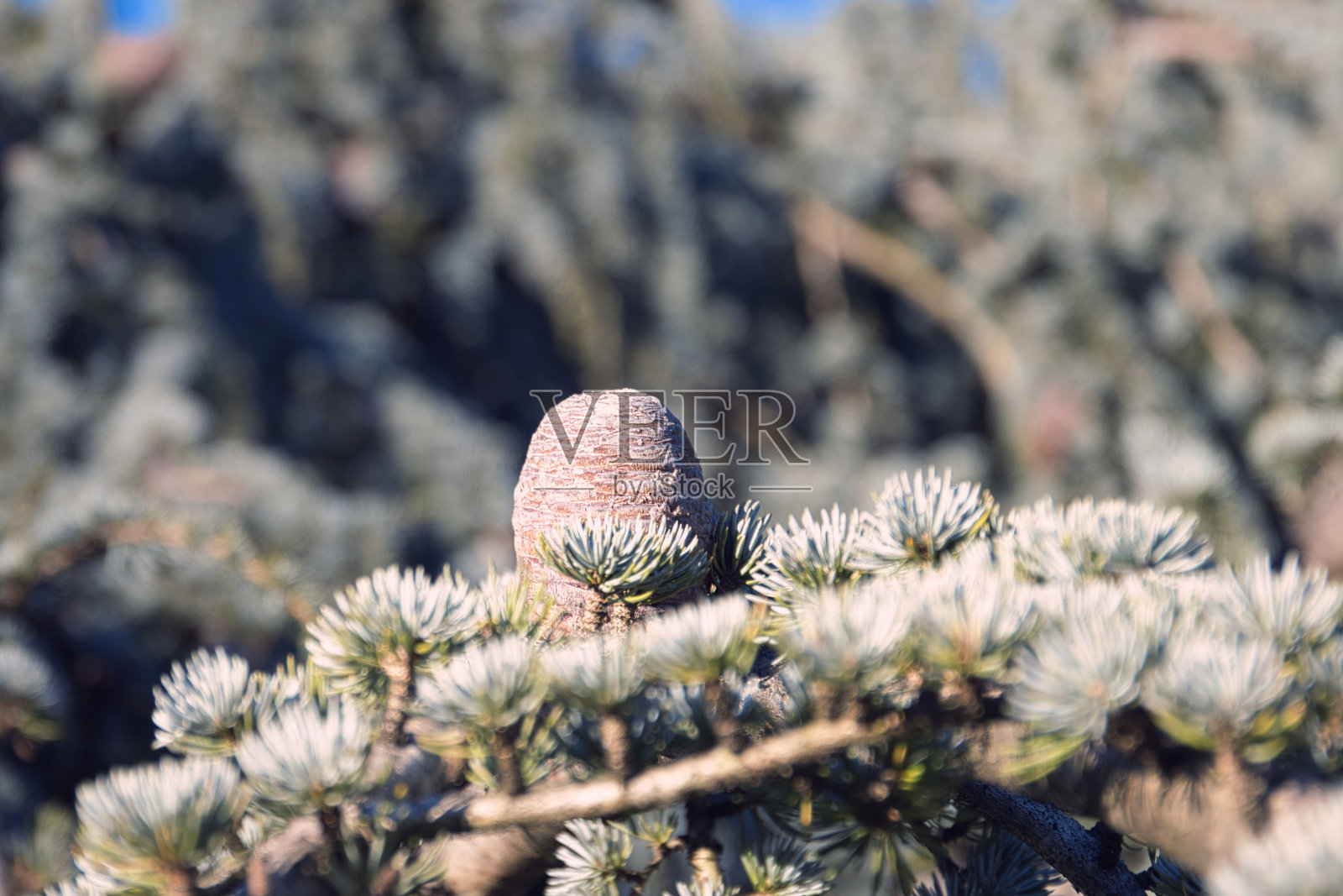 近距离观看从阿特拉斯蓝色哭泣雪松的树枝照片摄影图片