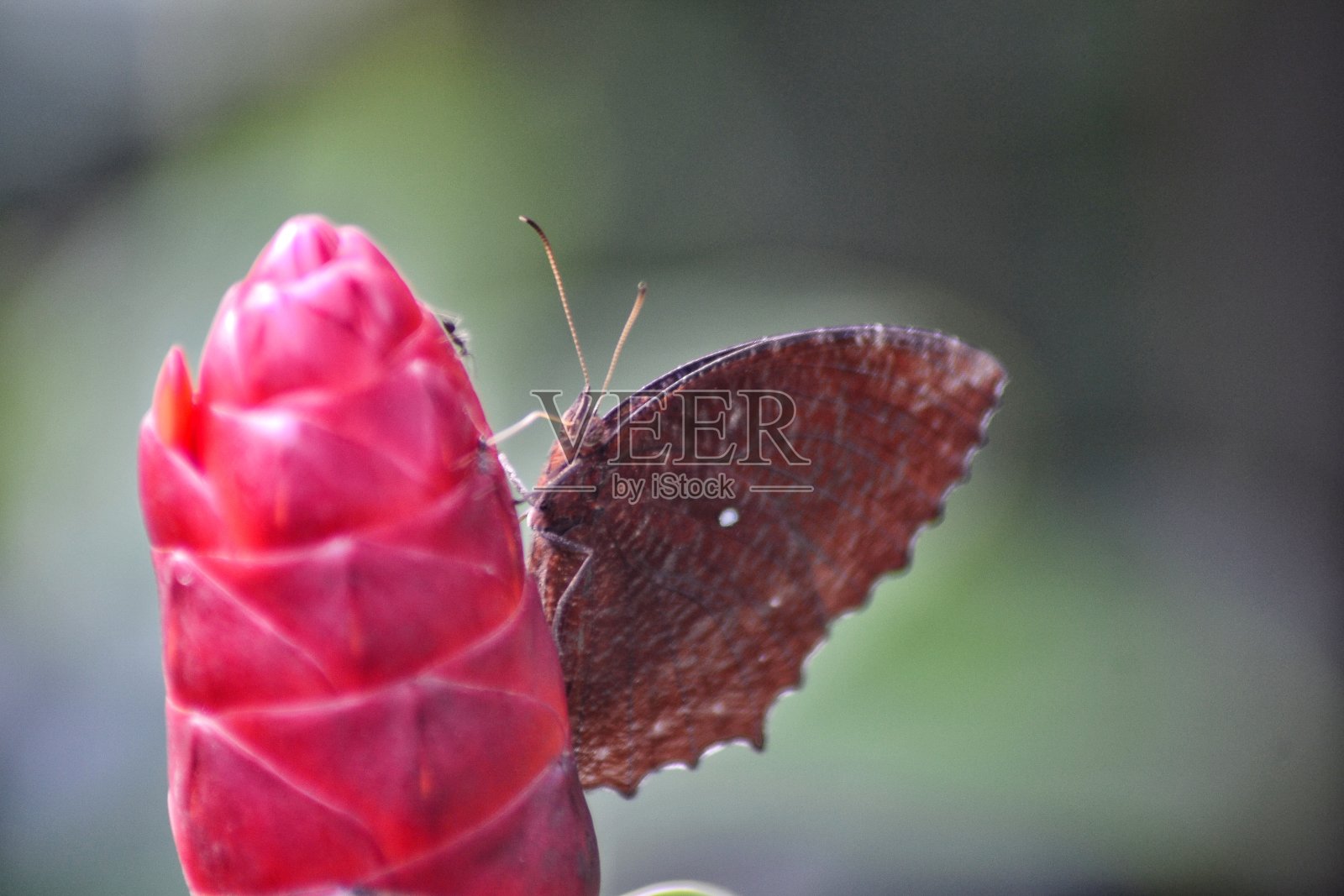 红花配蝴蝶照片摄影图片