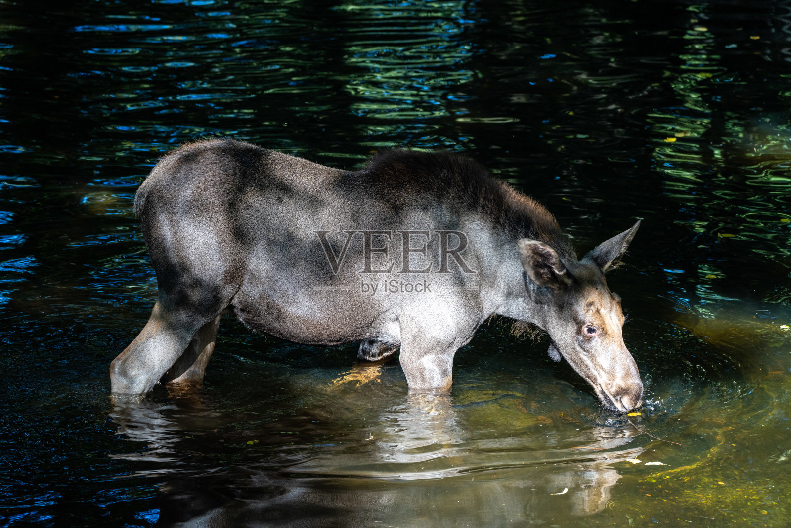 欧洲驼鹿,也叫麋鹿照片摄影图片