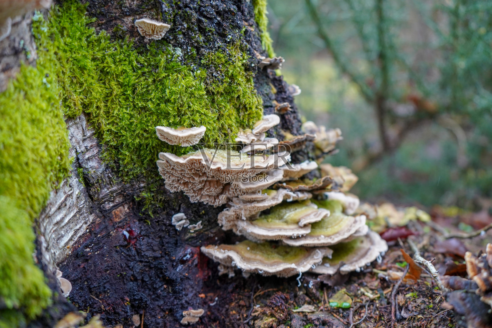 树桩上生长的蘑菇特写照片摄影图片