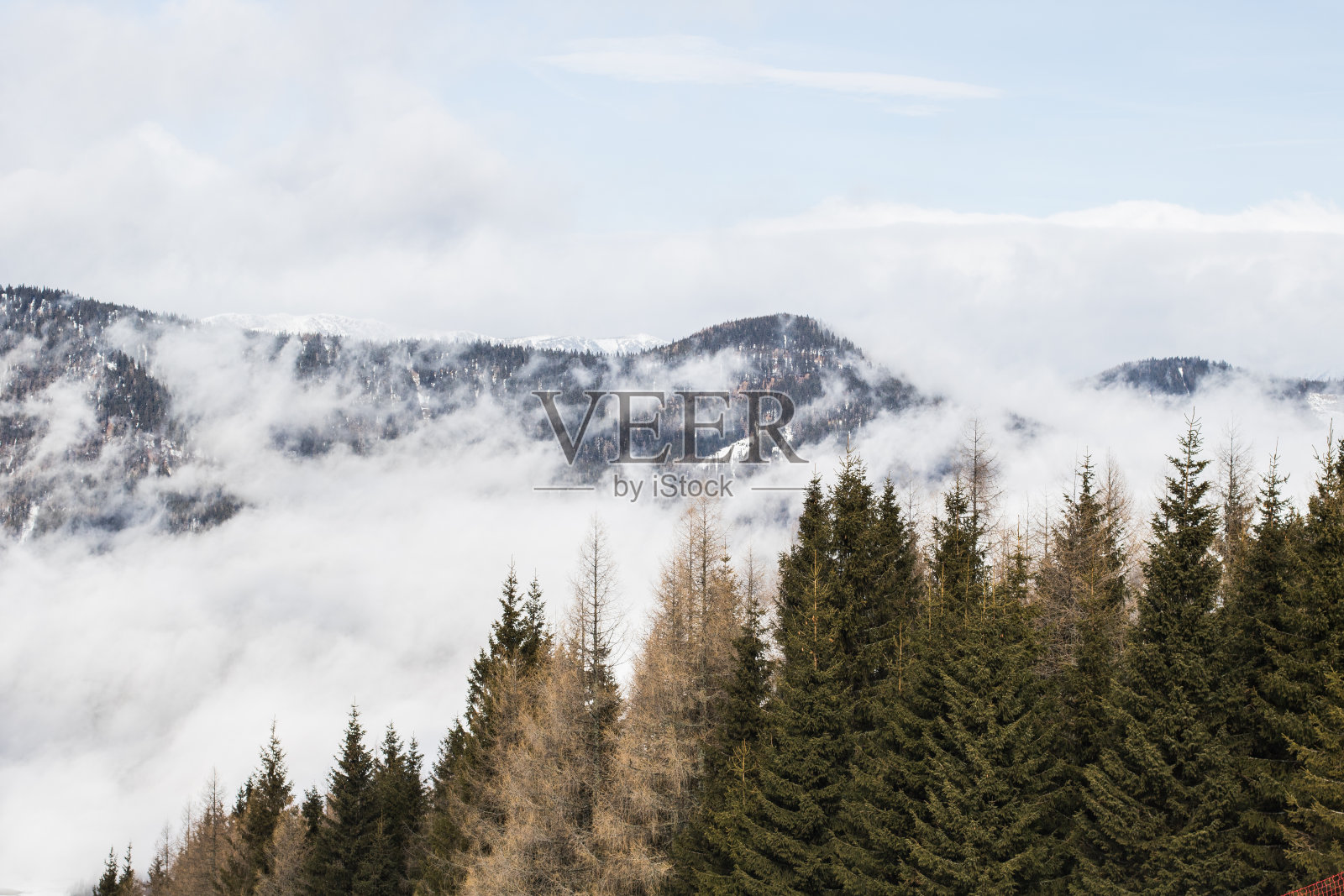 望着山脊和云海中的松树照片摄影图片